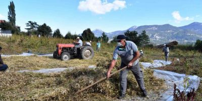 Çandır fasulyesinin hasatı tamamlandı