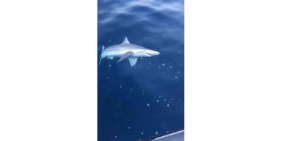 Amatör balıkçı 1,5 metrelik köpek balığı yakaladı