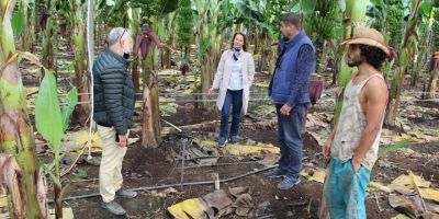 Konyaaltı’nda kurulan ilk muz serasında üretim başladı