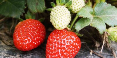 Türkiye’de 2020 yılında 179 bin 777 dekar alanda 546 bin 525 ton çilek üretildi