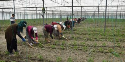 Örtü altı tarımın üssü Antalya’da son 5 yılda çiftçi sayısı 20 bin arttı