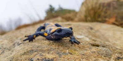 Kahramanmaraş’ta sarı benekli semender görüntülendi