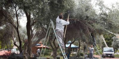 DokumaPark’ta zeytin hasadı başladı