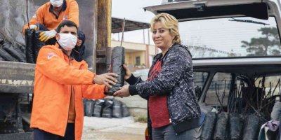 Büyükşehir Belediyesi 638 üreticiye 19 bin 690 ceviz fidanı dağıtıyor