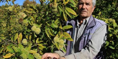 Mersin’de örnek kestane bahçesi
