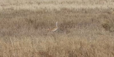 Türkiye’de nesli tehlike altındaki toy kuşu Hatay’da görüntülendi