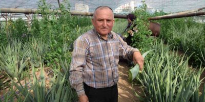 Sebzeden yeterli parayı kazanamayınca serasında aloe veraya yöneldi