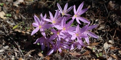 AÜ Fen Bilgisi Öğretmenliği öğrencileri, Termessos Çiğdemini inceledi