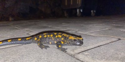 Adana’da nesli tükenmekte olan "semender" bulundu