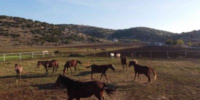 Servet değerindeki atlar, Türkiye’nin dört bir yanından ilgi görüyor