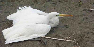 Büyük ak balıkçılı kalbinden vurdular