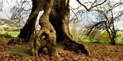 Bin yıllık çınar ağacı, yıllara meydan okuyor