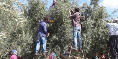 Mut’ta zeytin rekoltesi 160 bin ton