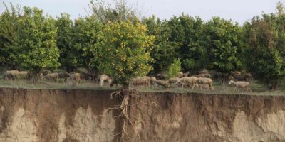 Aşırı yağışla kayan toprak, ağacın saçaklarını ortaya çıkardı