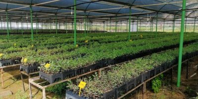 Mersin’de ’klonal okaliptüs’ fidanları toprakla buluşmaya hazır