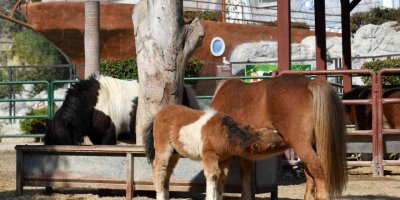 Tarsus Doğa Park yeni yavrularla güzelleşiyor