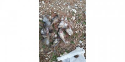 Ardıç kuşu avlarken yakalandılar