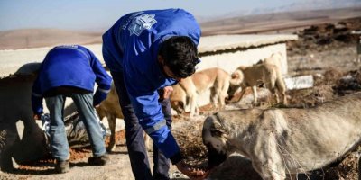 Elbistan’da sokak hayvanlarına belediyeden mama ve yem desteği