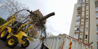 Muratpaşa’da devrilen 170 ağaca müdahale