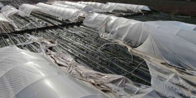 Antalya’da şiddetli fırtına çilek seralarını vurdu