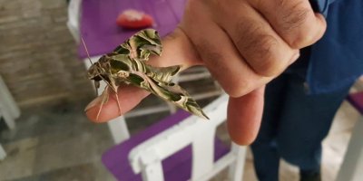 Ender görülen ‘mekik kelebeği’ Alanya’da koruma altına alındı