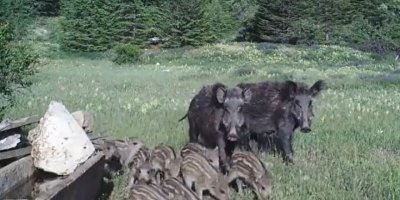 Antalya’da yaban hayatı fotokapana yansıdı