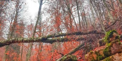 Ormanlarda yapraklar kızıla döndü, muhteşem manzaralar ortaya çıktı