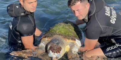 Devasa caretta caretta biranda yüzeye çıktı, öldüğü belirlendi