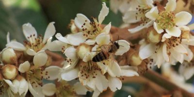 Çiçek açan yenidünya ağaçları görsel şölen oluşturdu