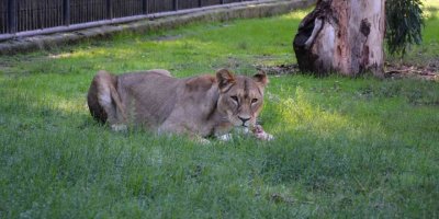 Doğa Parkı’nın yeni sakinleri: "Berdan" ve "Kleopatra"
