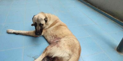 Silahla yaralanan köpeğin sahibinden tepki