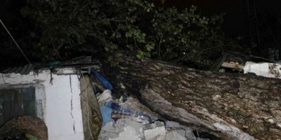Sağanak Yağış Sebebiyle 15 Metre Boyunda Ağaç İki Müstakil Evin Çatısına Devrildi