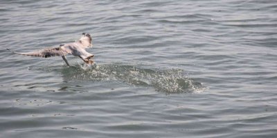 Martıların balık avı