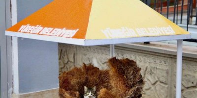 Hamile kediye belediye işçileri sahip çıktı