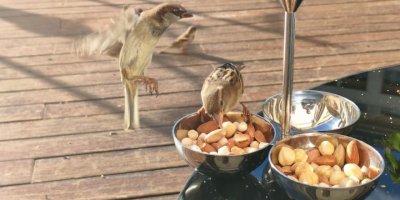 Serçelerin kuruyemiş keyfi