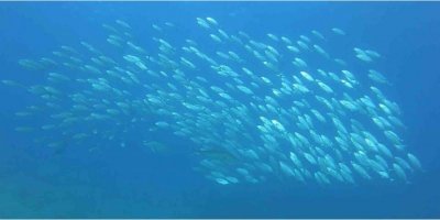 Tral sürüsünün av olmamak için aldığı şekil görenleri hayrete düşürdü