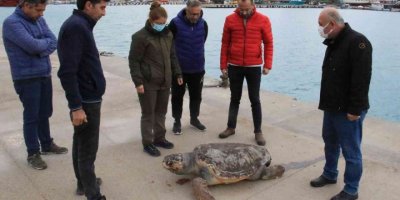 Halk plajı kıyısında ölü caretta caretta bulundu