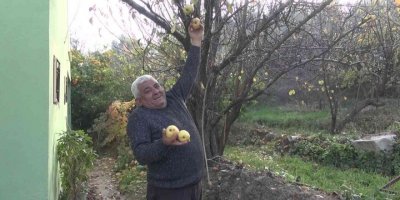 Mersin’de armut ağacı aralık ayında meyve verdi