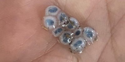 Nazar boncuğu şeklinde dolu yağdı, görenler şaşırıp kaldı