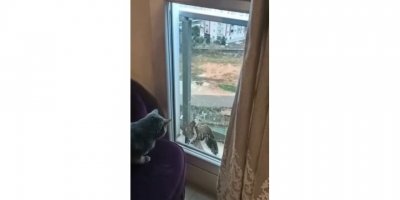Atmaca balkon kapısı ile camı arasında sıkıştı