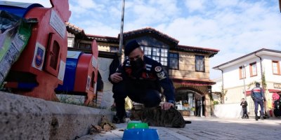 Sokak kedileri jandarma korumasında