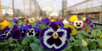 Akdeniz rengarenk çiçeklerle donatılacak