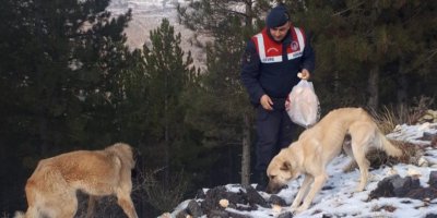 Sokak hayvanları için doğaya ekmek bırakıldı