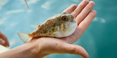 Oltacılar Balon Balığı İçin Yarışacak