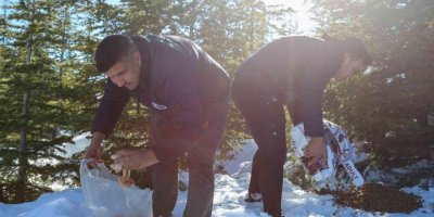 Toros dağlarında yaban hayvanlarına yem