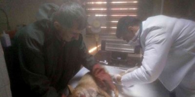 Bitkin halde bulunan tilki tedavisinin ardından doğaya salındı