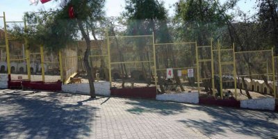 Kahramanmaraş’ta sokak hayvanları toplanıyor