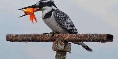 Kahramanmaraş’ta ilk kez yalıçapkını görüntülendi