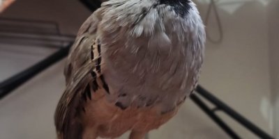 Gözleri görmeyen kınalı kekliğe katarakt ameliyatı