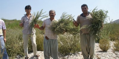 Türkiye’deki biberiye üretiminin yüzde 90’ı Mersin’de yapılıyor